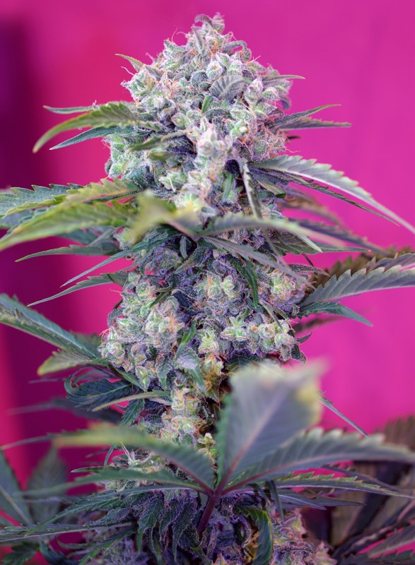 Sweet Seeds Auto Cream Mandarine XL Feminisiert Autoflower