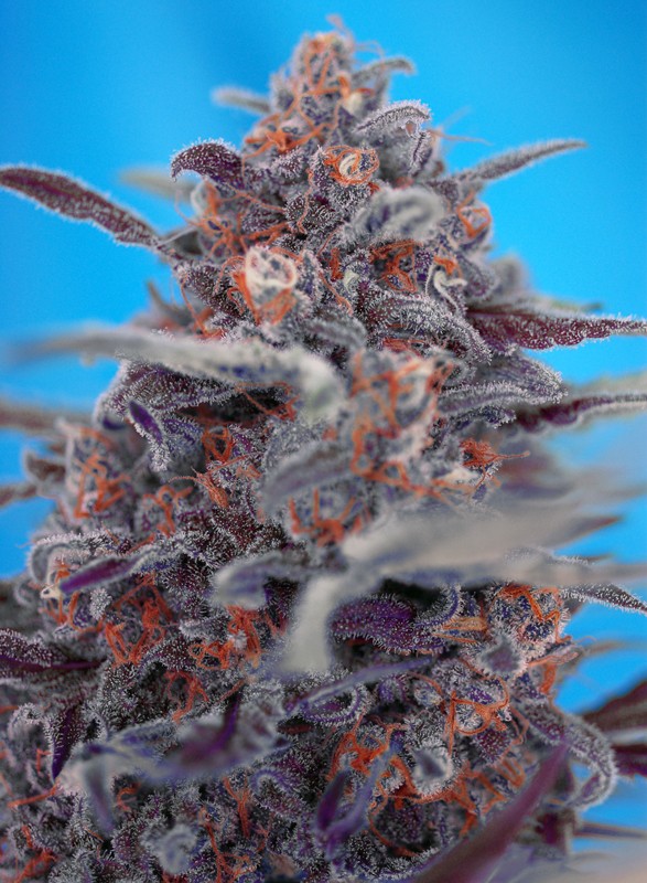 Sweet Seeds Auto Devil Cream Feminisiert Autoflower