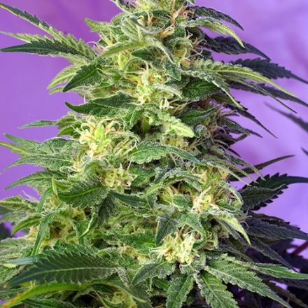 Sweet Seeds Auto Killer Kush, feminisierte Autoflower