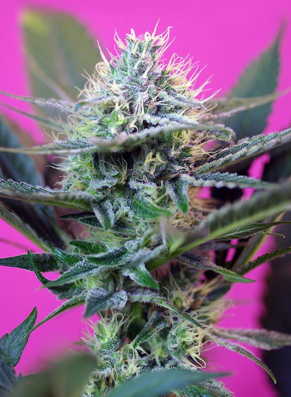 Sweet Seeds Auto + Speed Feminisierte Autoflower