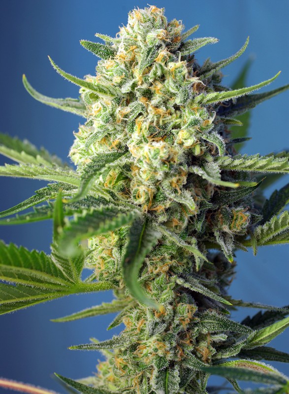 Sweet Seeds Auto SAD Feminisiert Autoflower