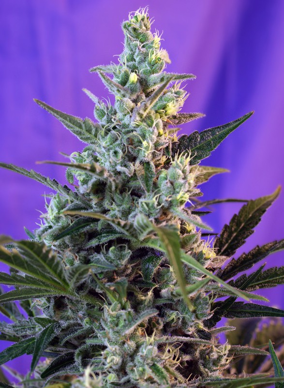 Sweet Seeds Auto Sweet Skunk Feminisierte Autoflower