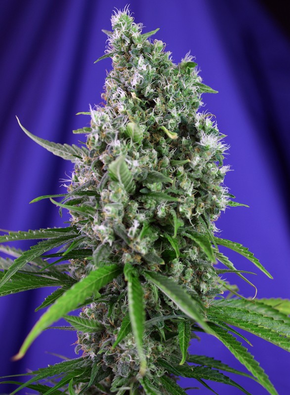 Sweet Seeds Auto Sweet Trainwreck Feminisierte Autoflower