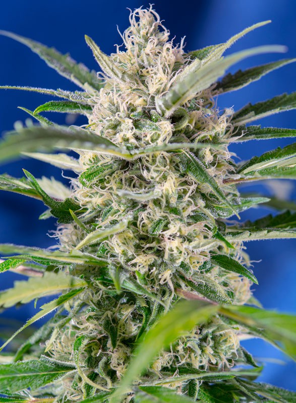 Sweet Seeds Auto Crystal Candy Feminisierte Autoflower