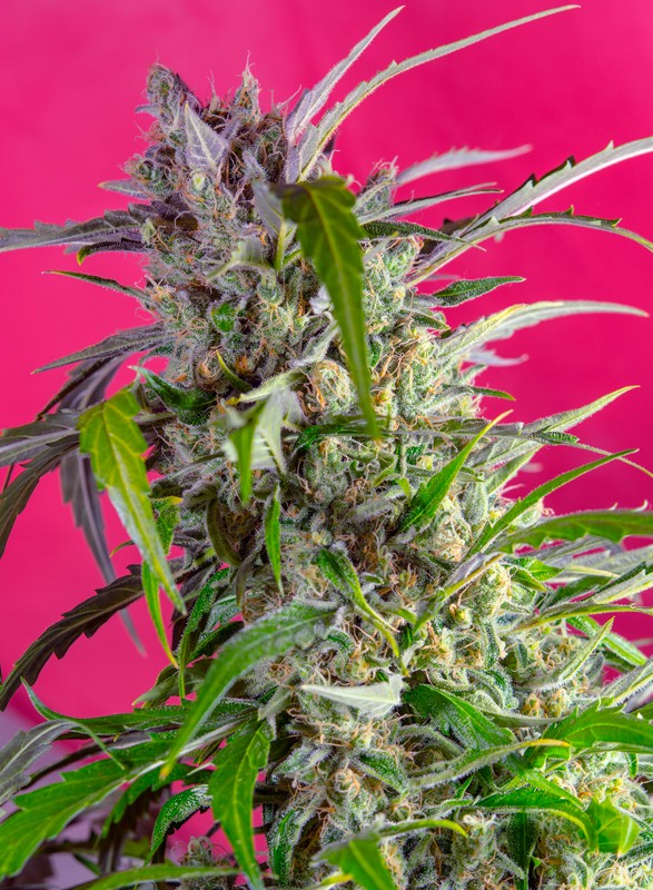 Sweet Seeds Auto Crystal Candy Feminisierte Autoflower