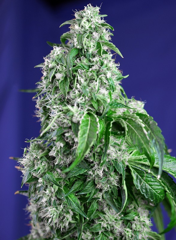 Sweet Seeds Big Devil F1 Feminisiert
