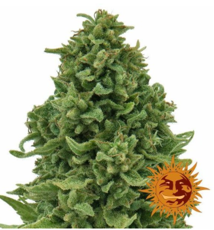 Barney's Farm Sweet Tooth Auto Feminisierte Autoflower