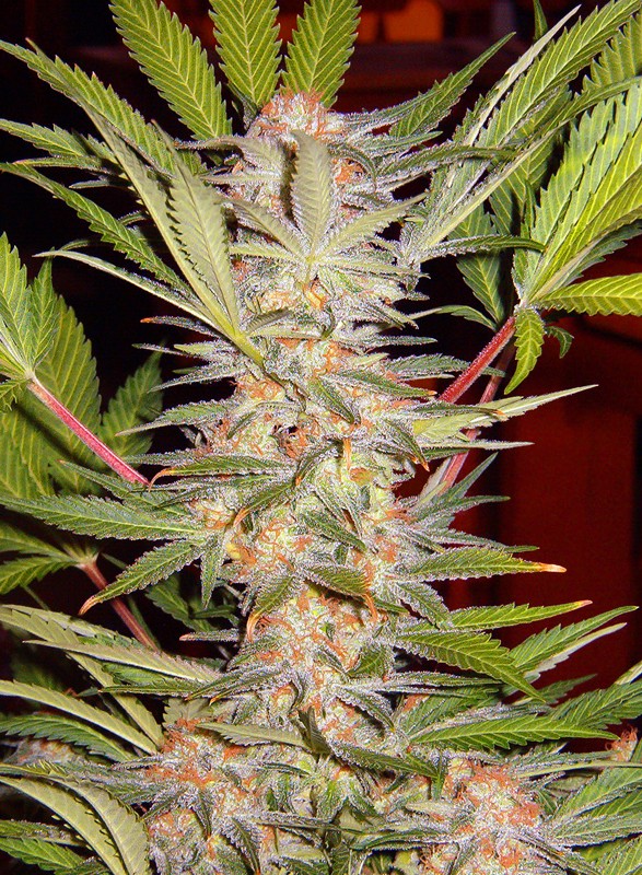 Sweet Seeds SAD F1 feminisiert
