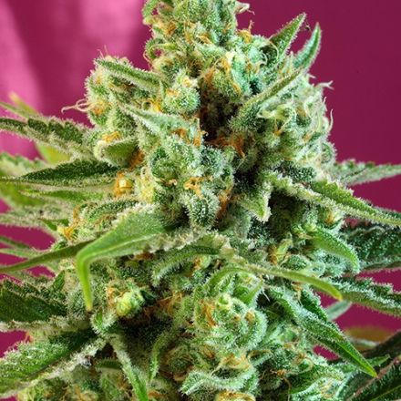 Sweet Seeds SAD Sweet Afghani Delicious CBD feminisiert