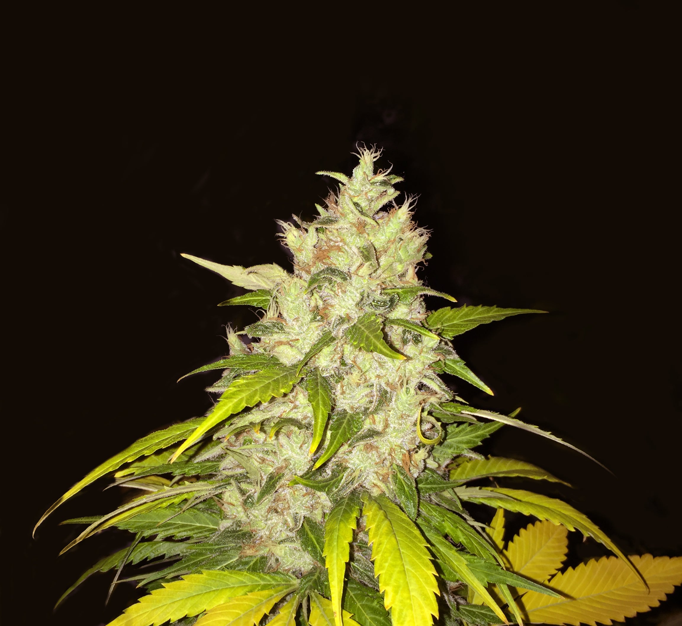 TH Seeds Chocolate Chunk Feminisiert