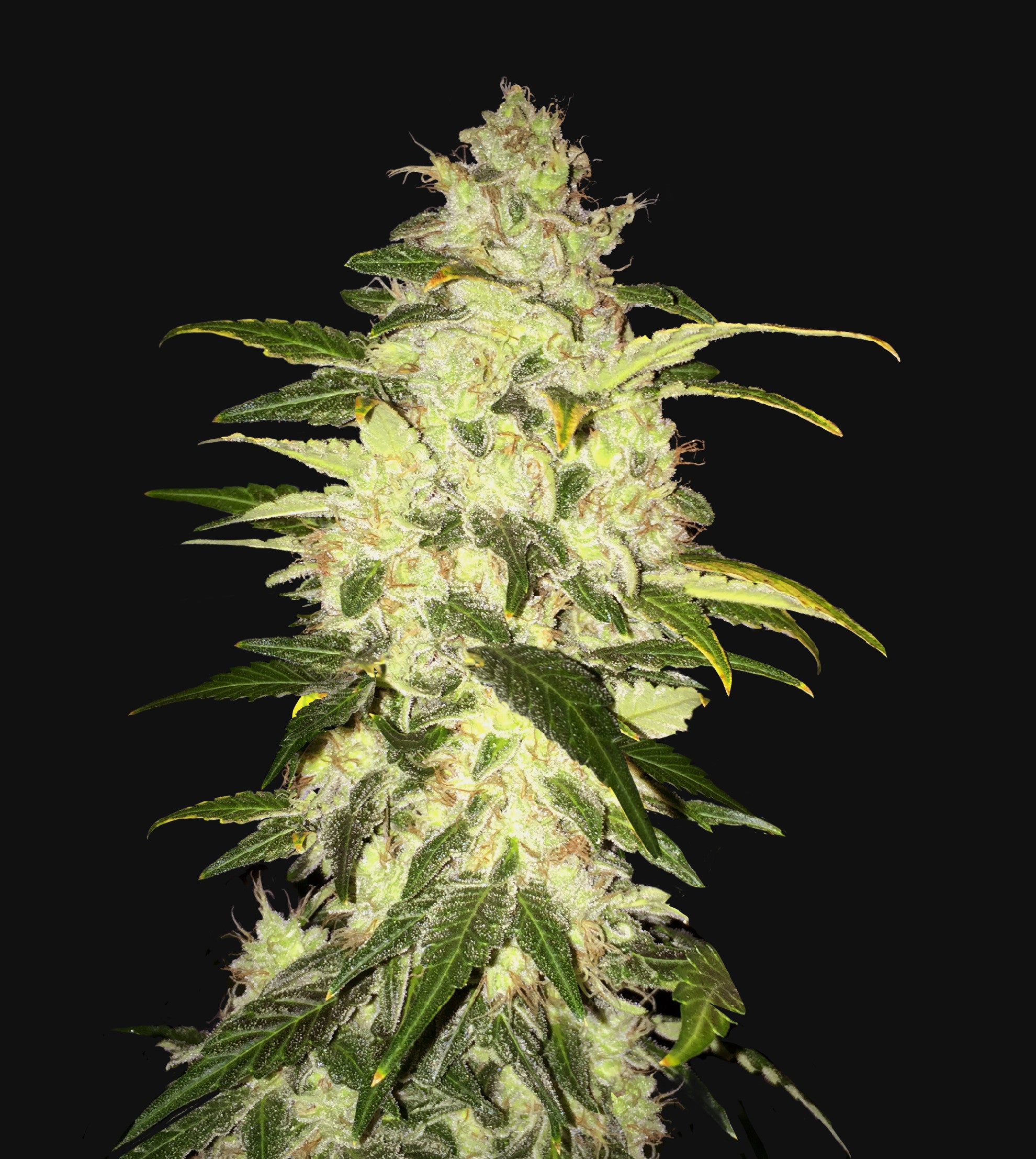 TH Seeds Chocolate Chunk Feminisiert