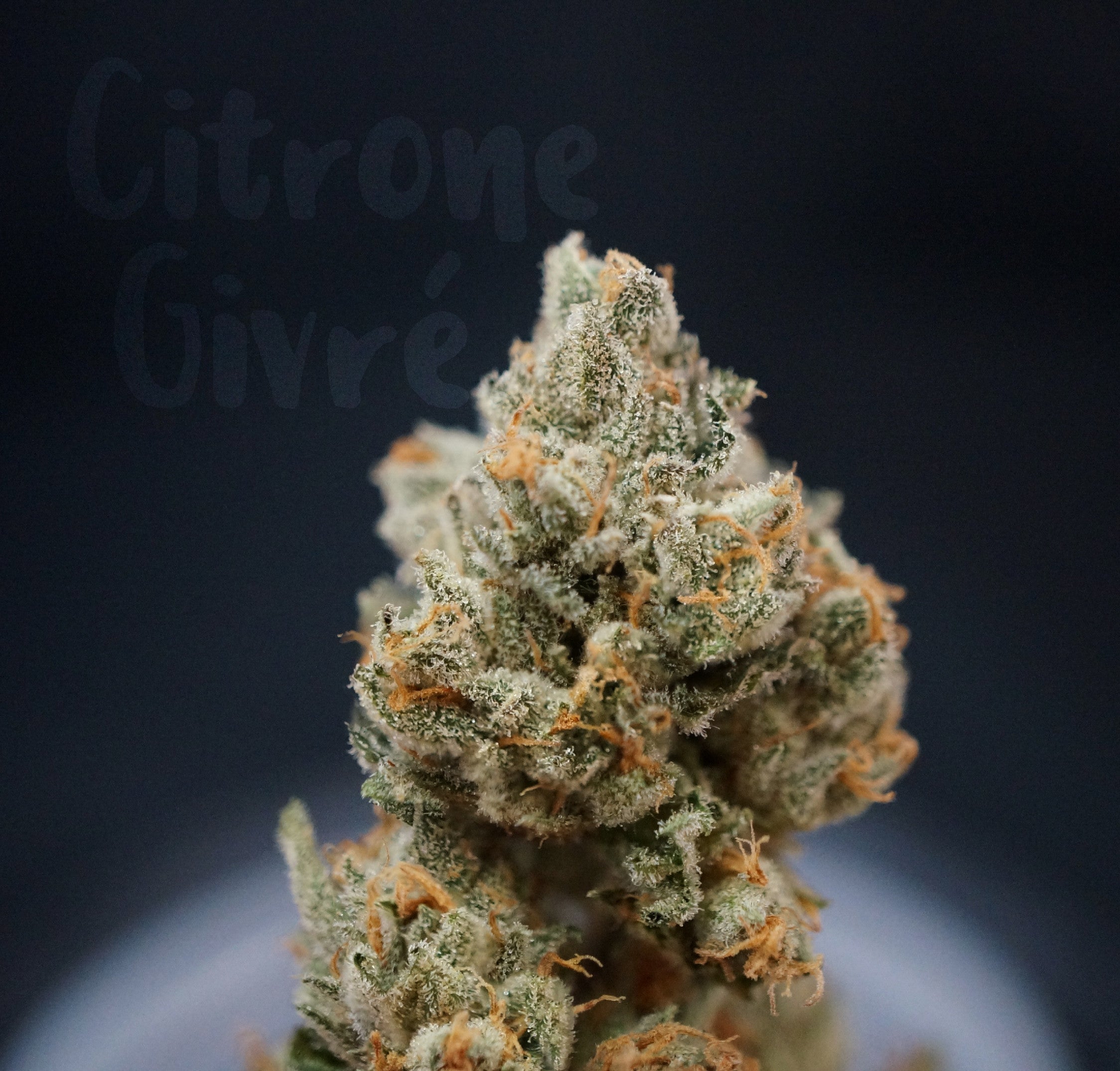 TH Seeds Citron Givre Feminisiert