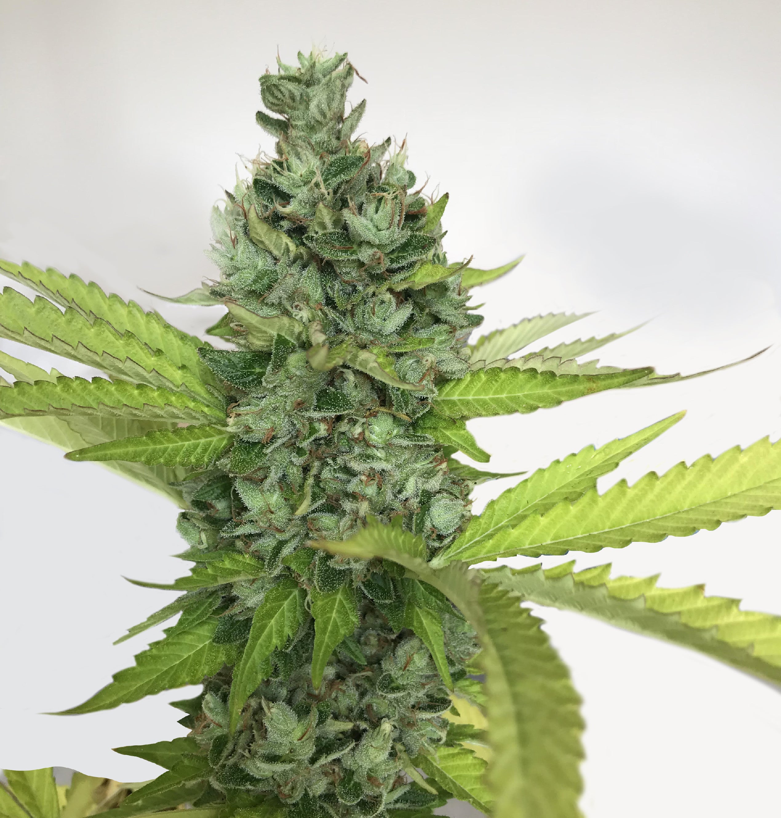 TH Seeds Citron Givre Feminisiert