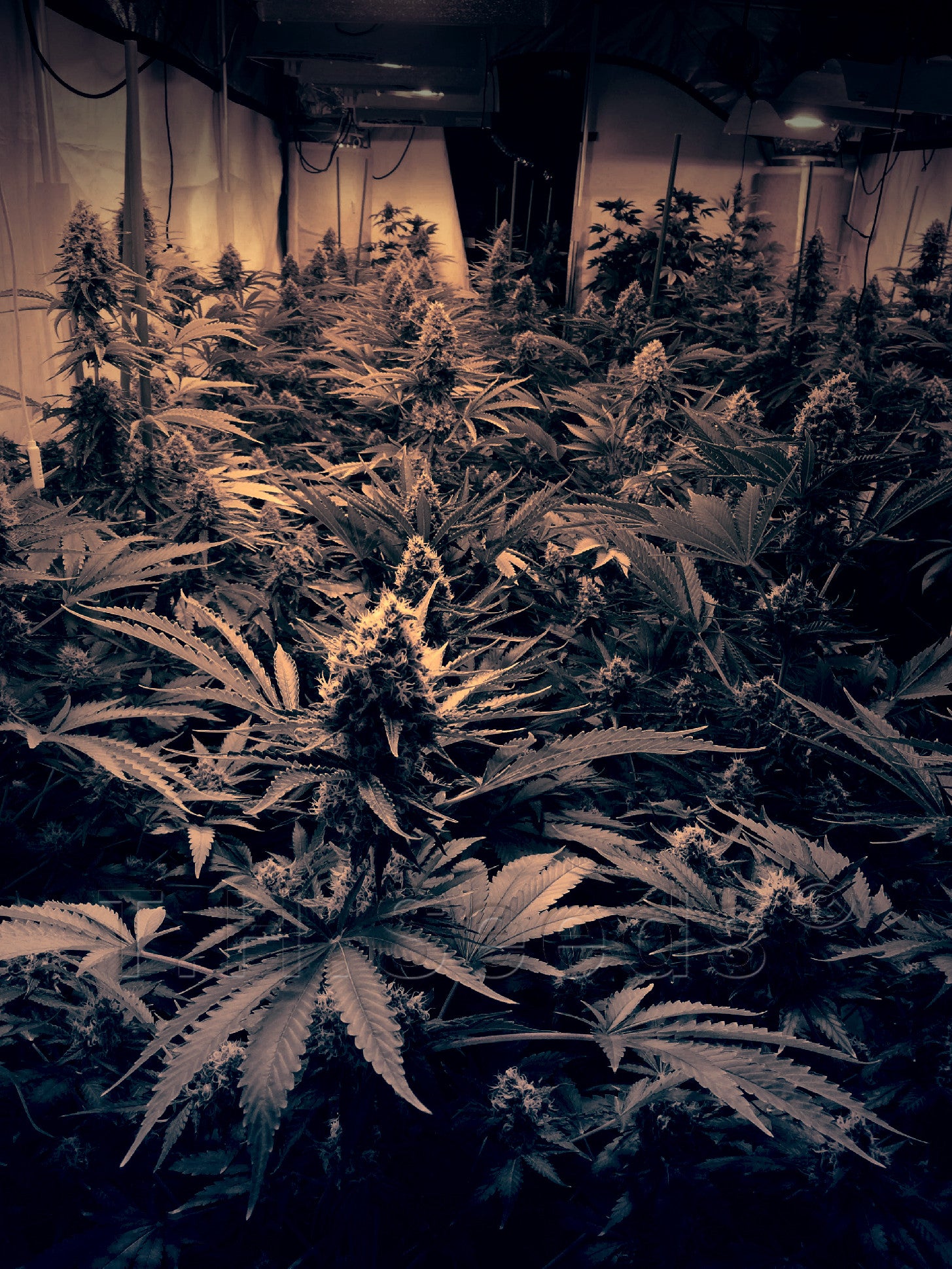 TH Seeds Auto Critical HOG