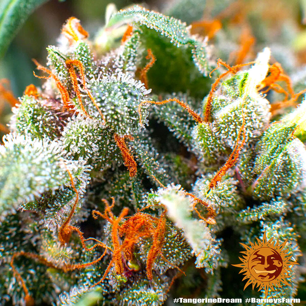 Barney's Farm Tangerine Dream Feminisiert