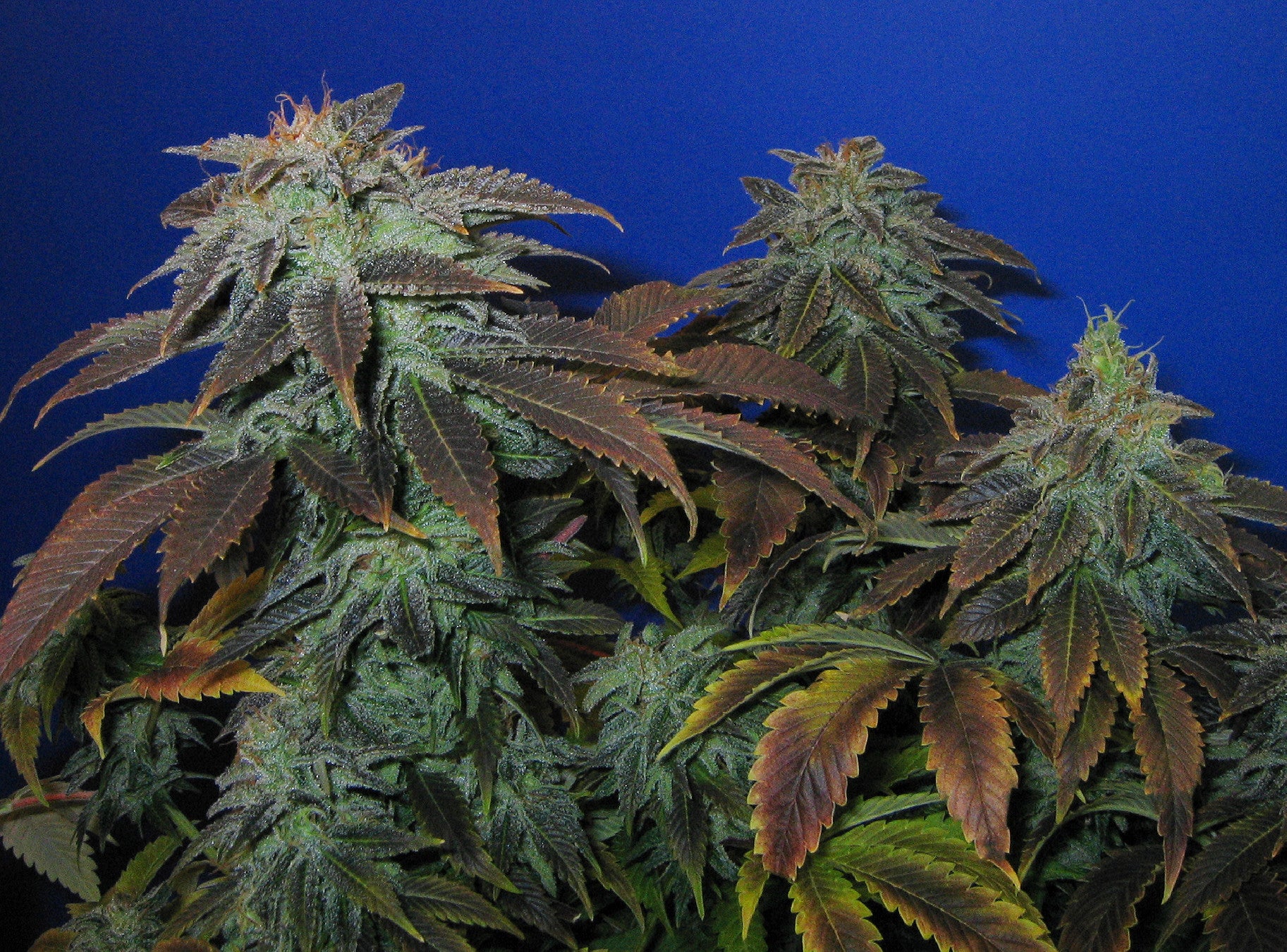 TH Seeds Heavy Duty Fruity Regular