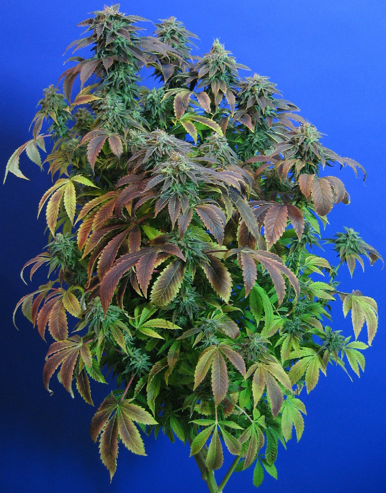 TH Seeds Heavy Duty Fruity Regular
