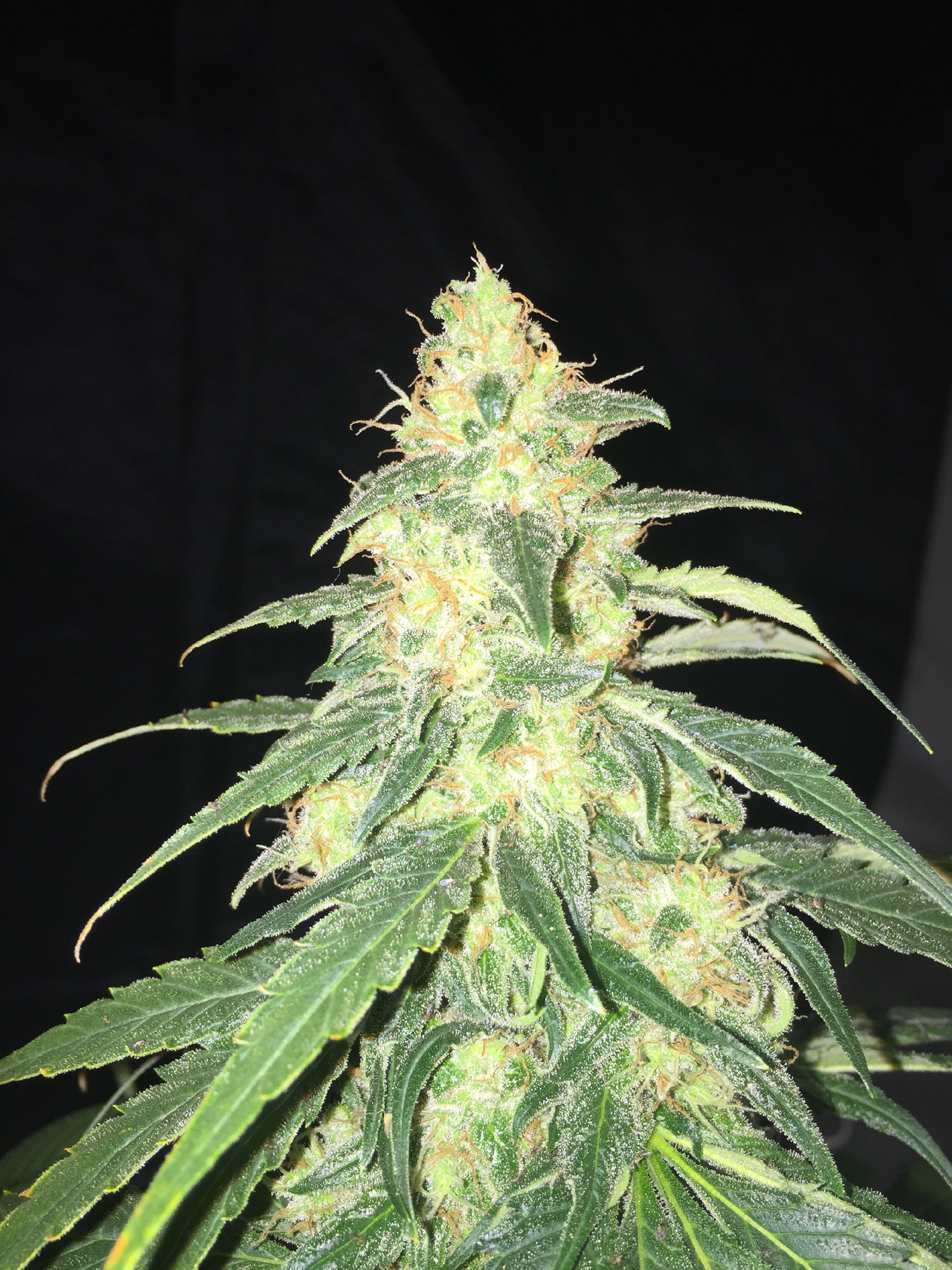 TH Seeds La SAGE CBD feminisiert