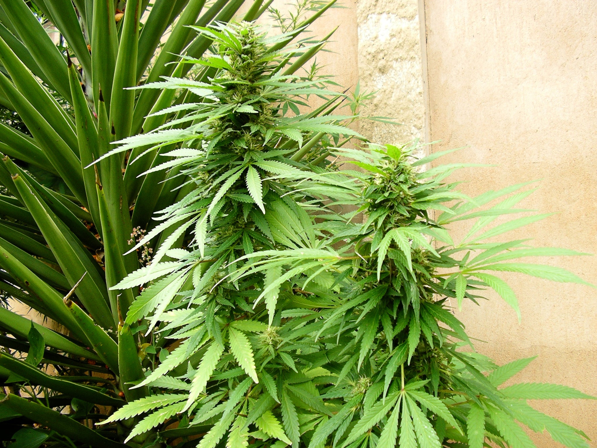 TH Seeds La SAGE Feminisiert