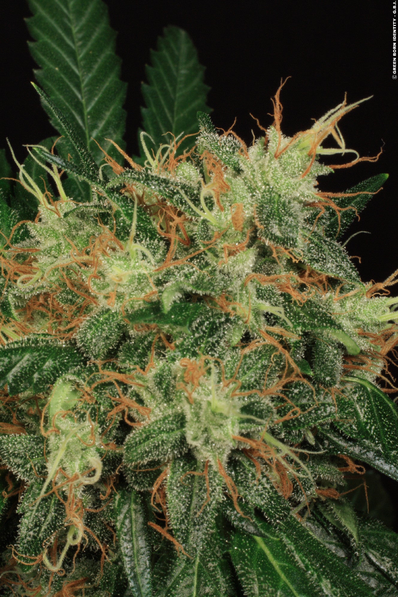 TH Seeds La SAGE Feminisiert