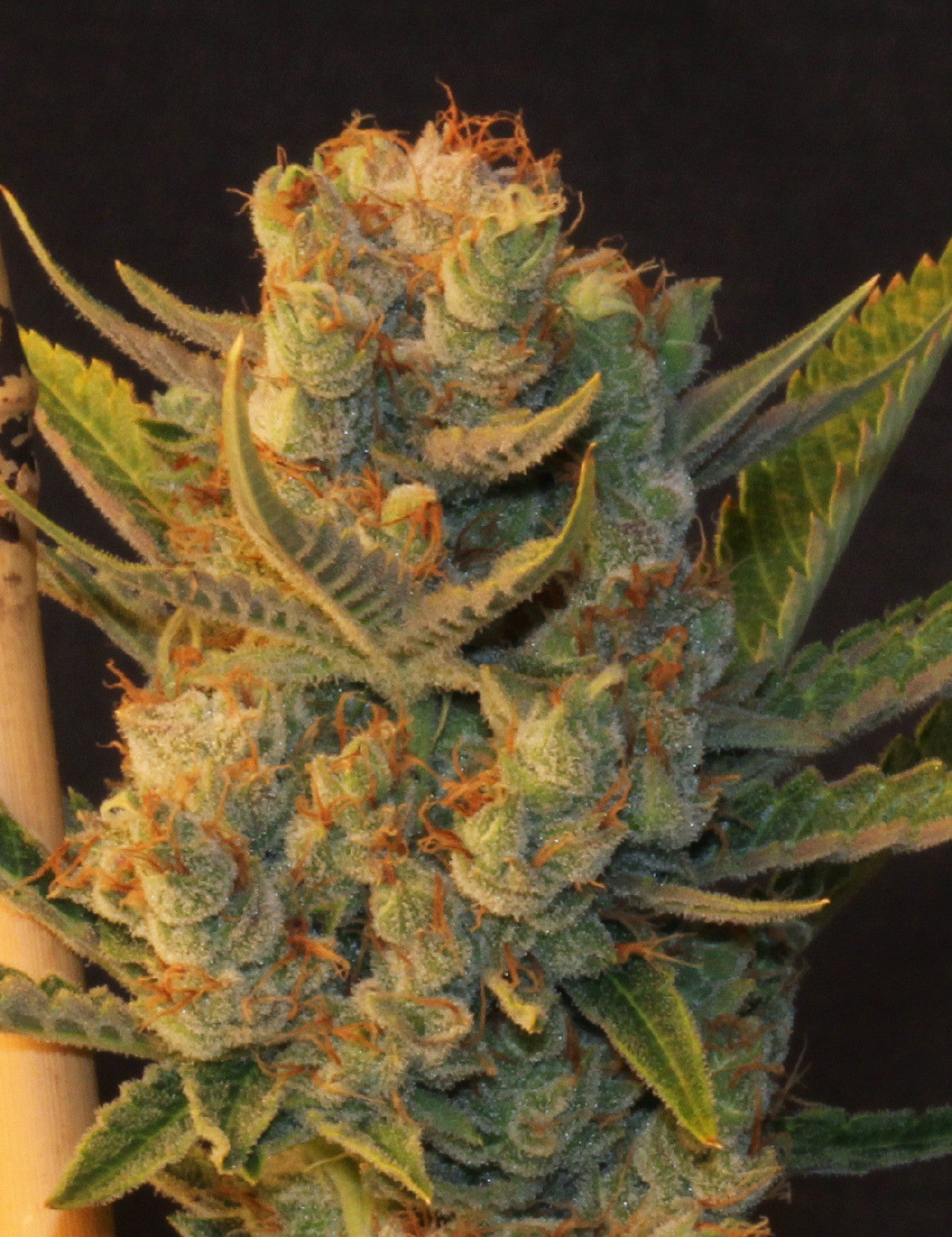 TH Seeds MK-Ultra Kush Regular