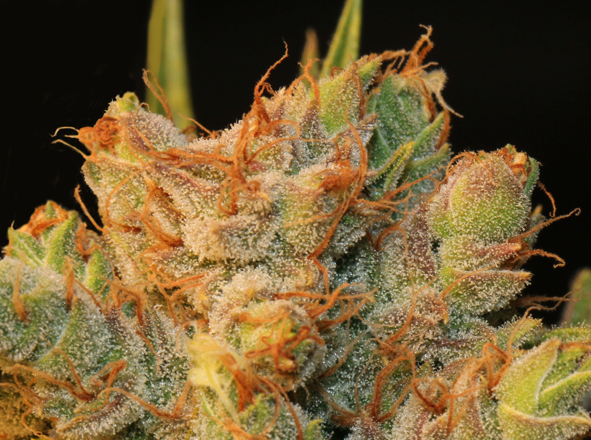 TH Seeds MK-Ultra Kush Regular