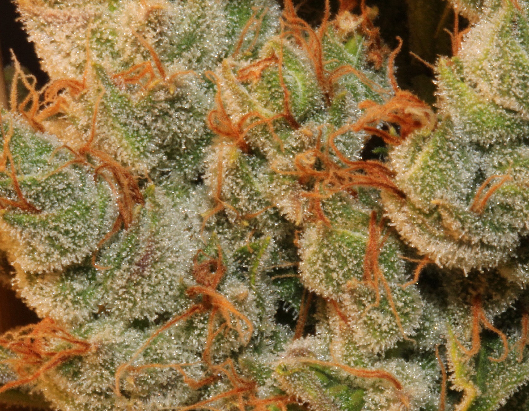 TH Seeds MK-Ultra Kush Regular