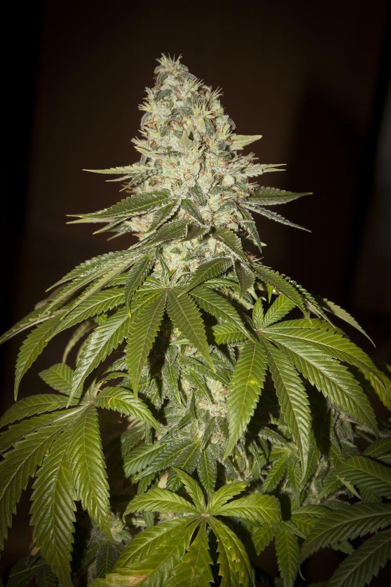 TH Seeds Auto MK-Ultra Kush Feminisierte Autoflower