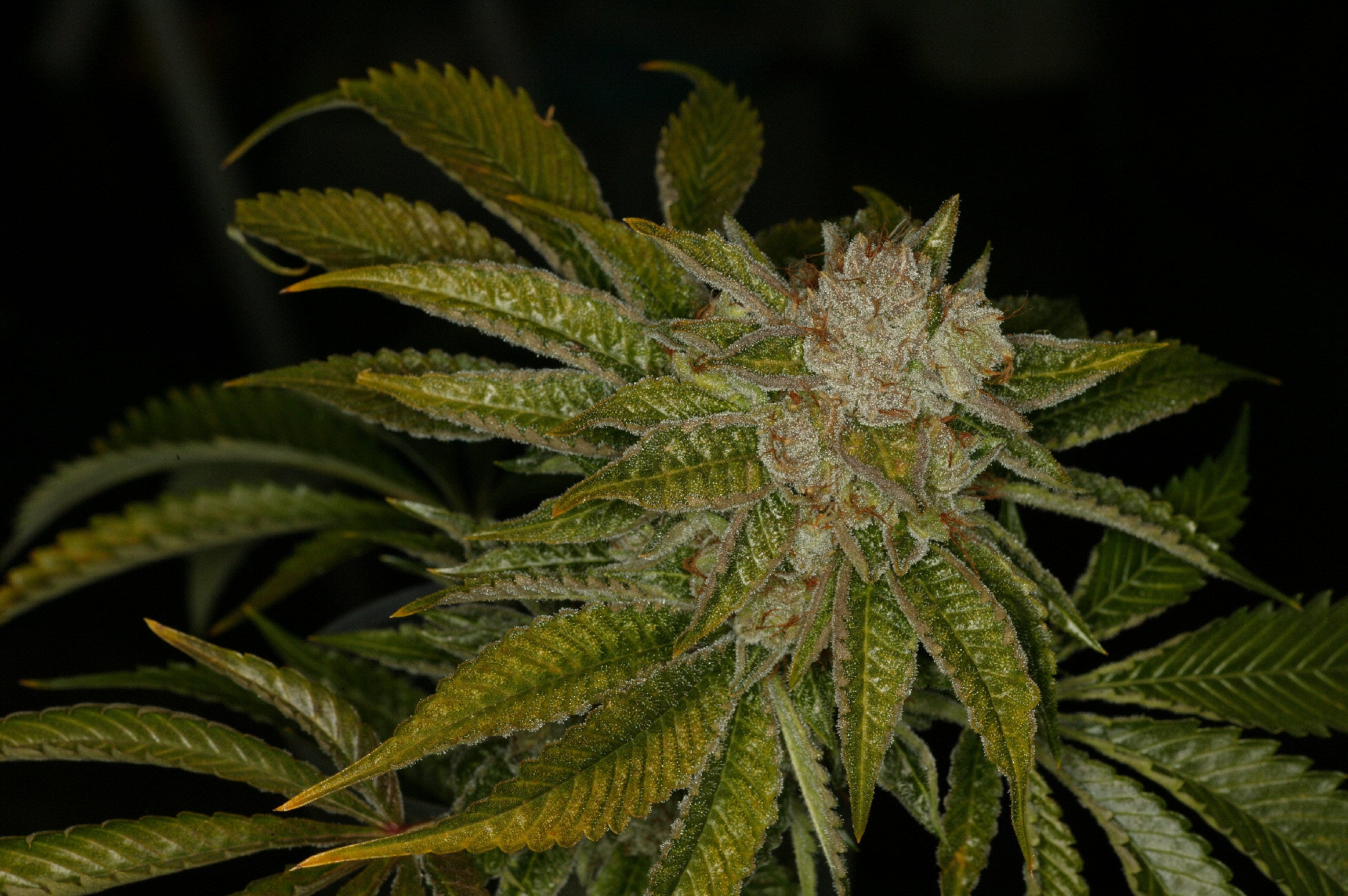 TH Seeds Auto MK-Ultra Kush Feminisierte Autoflower