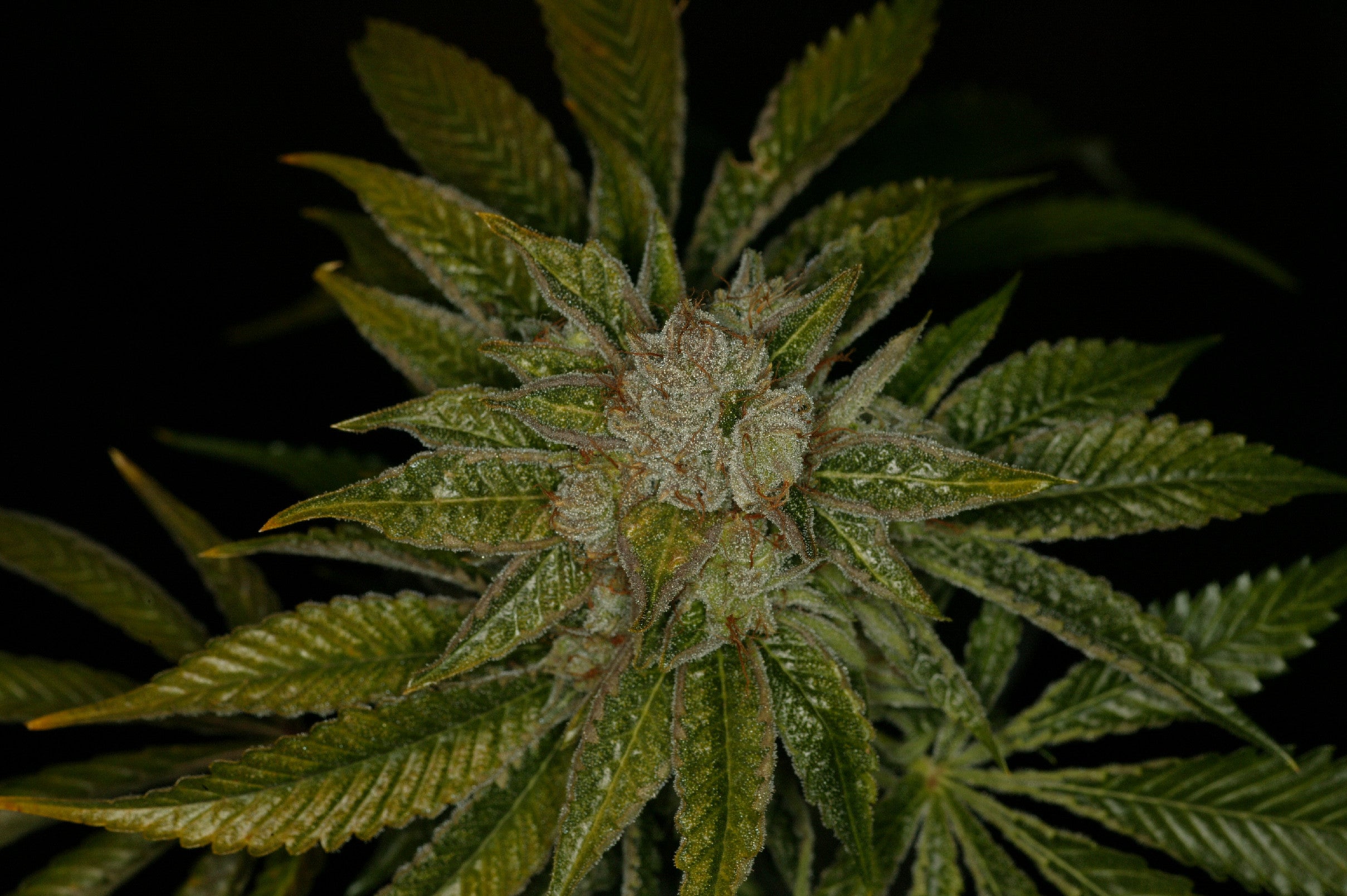 TH Seeds Auto MK-Ultra Kush Feminisierte Autoflower