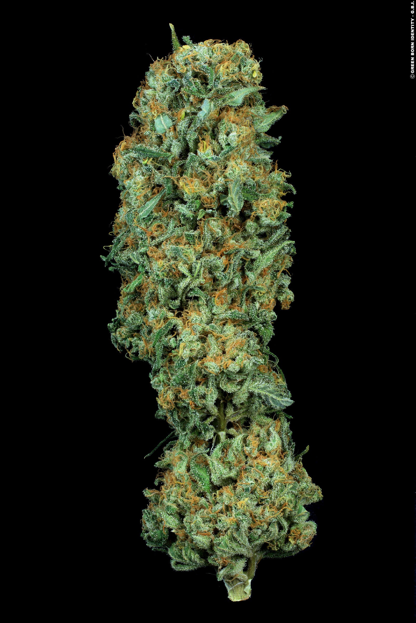 TH Seeds Auto MK-Ultra Kush Feminisierte Autoflower