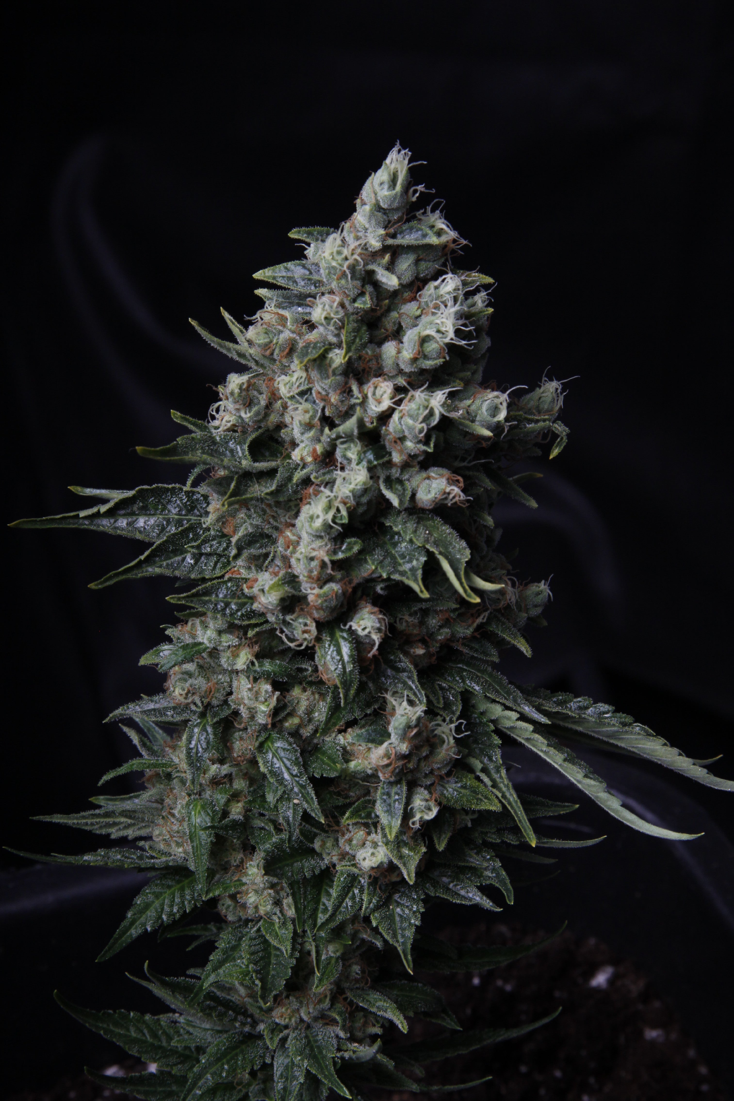 TH Seeds Auto MK-Ultra Kush Feminisierte Autoflower