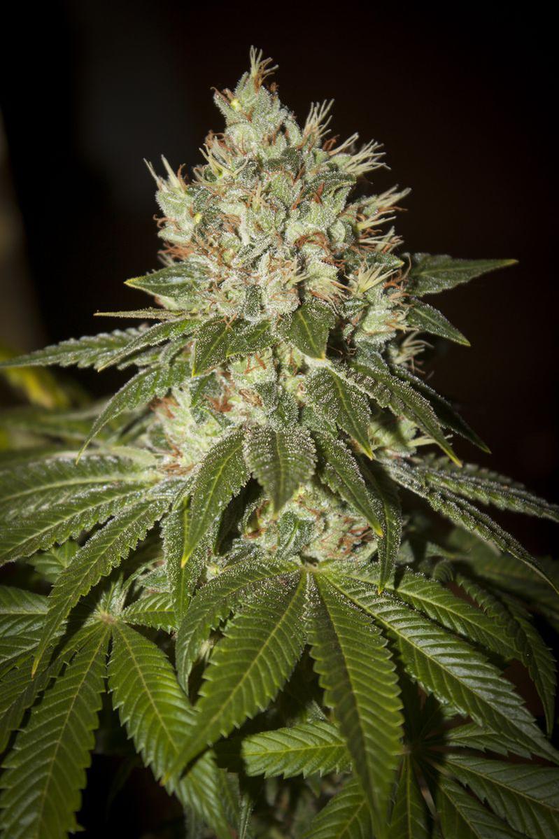 TH Seeds Auto MK-Ultra Kush Feminisierte Autoflower
