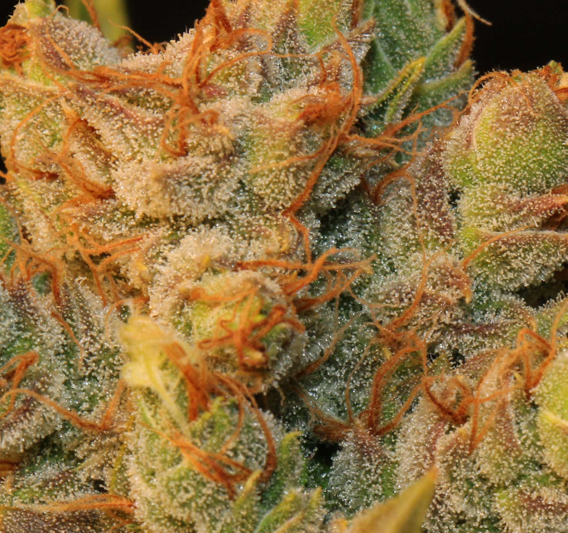 TH Seeds MK-Ultra Kush Regular