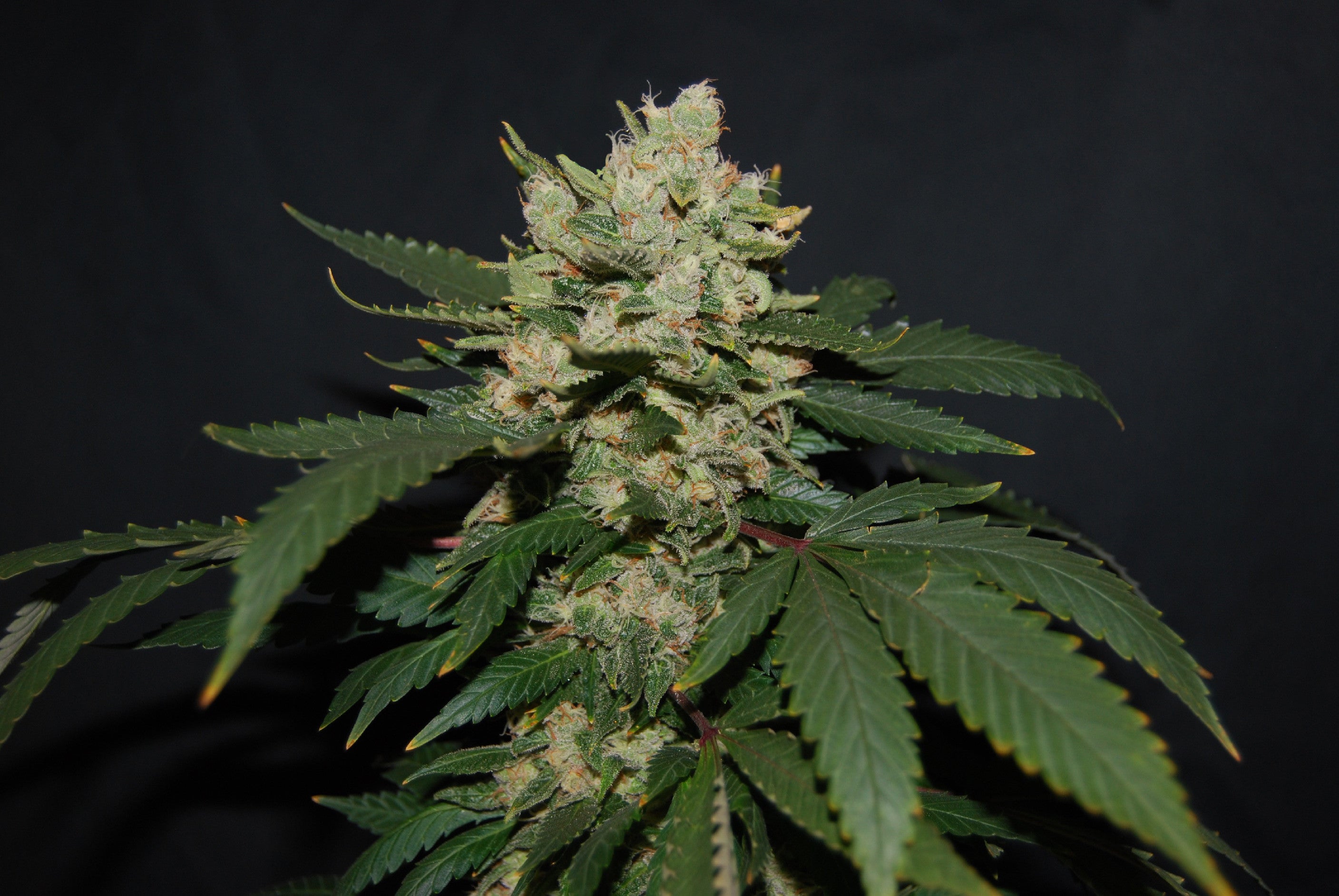 TH Seeds MOB Feminisiert