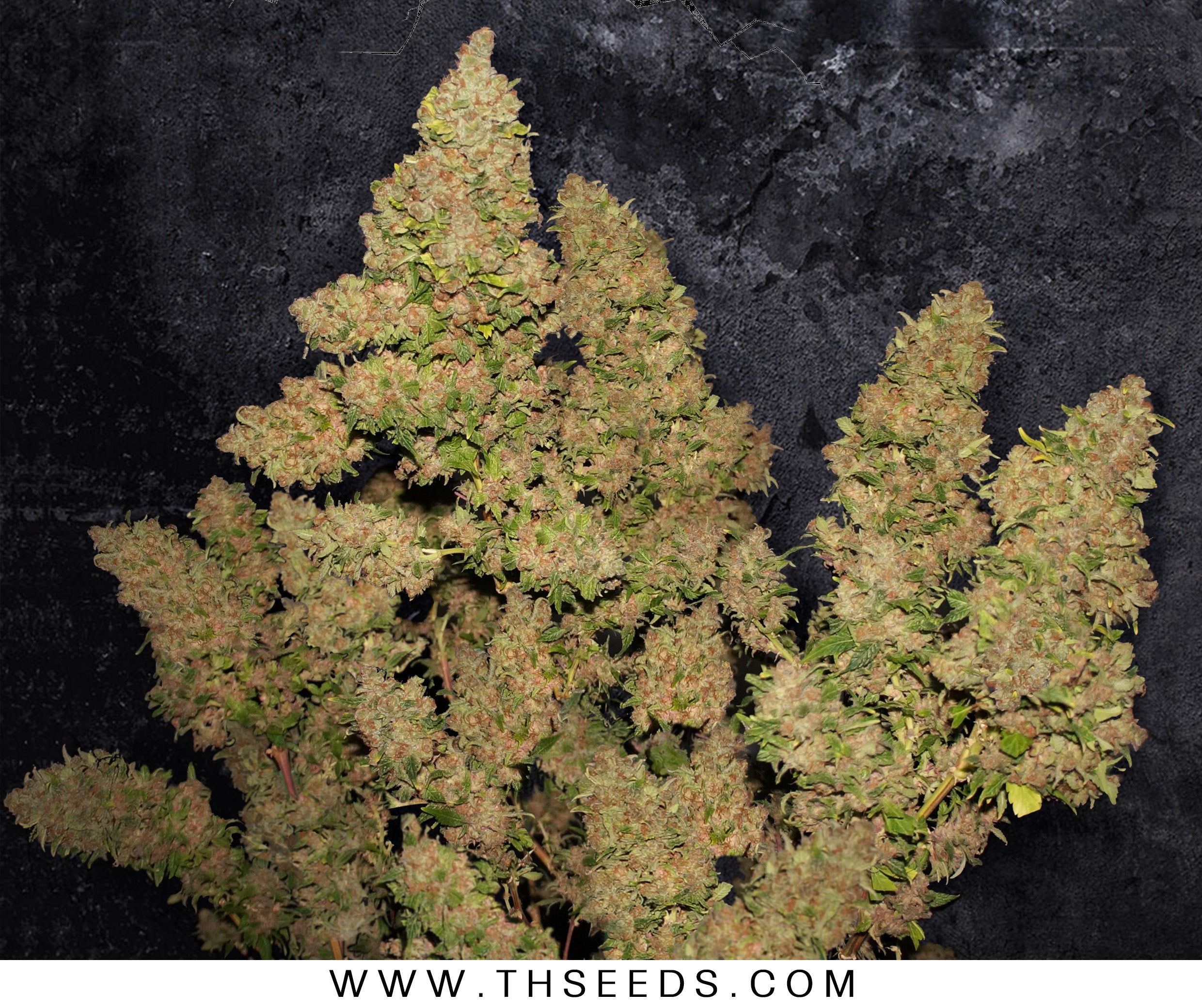 TH Seeds MOB Feminisiert