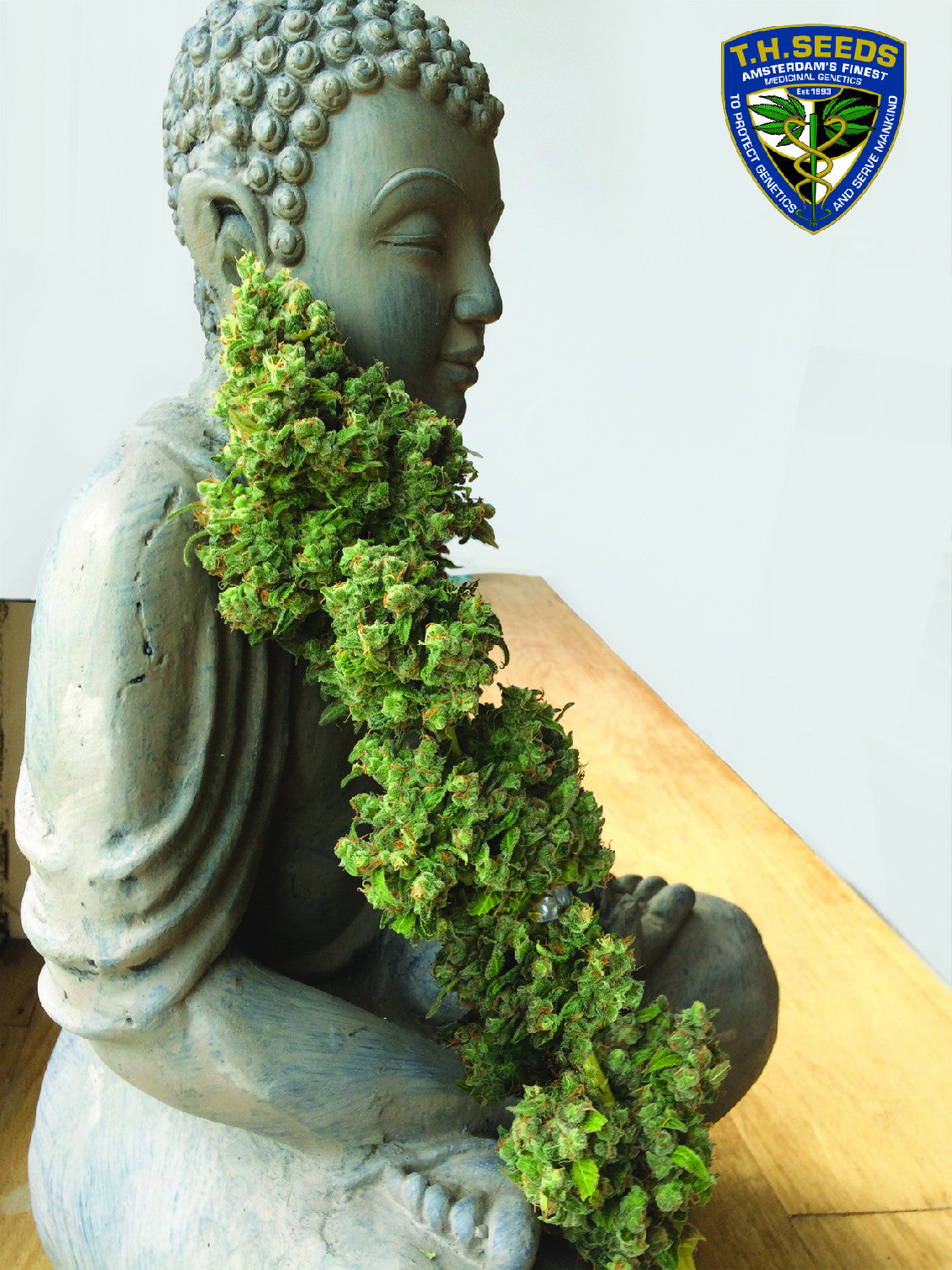 TH Seeds MOB Feminisiert