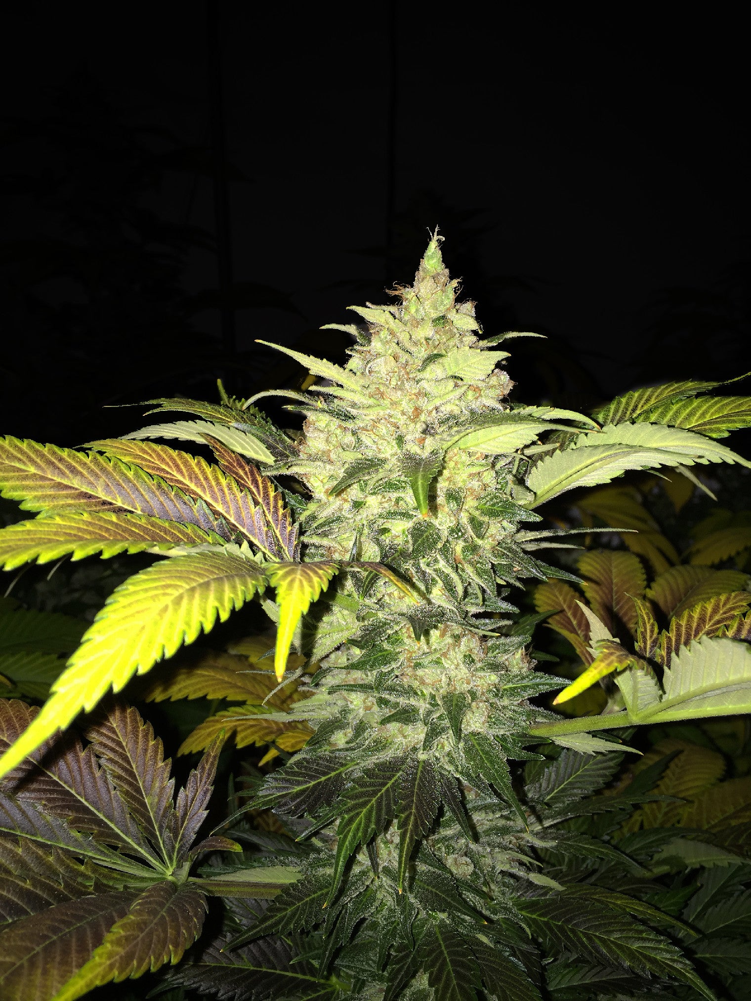 TH Seeds Roof 95 Feminisiert