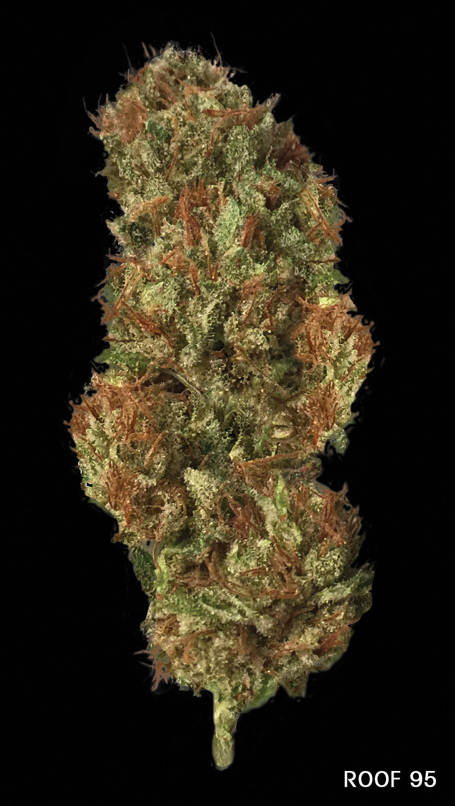 TH Seeds Roof 95 Feminisiert