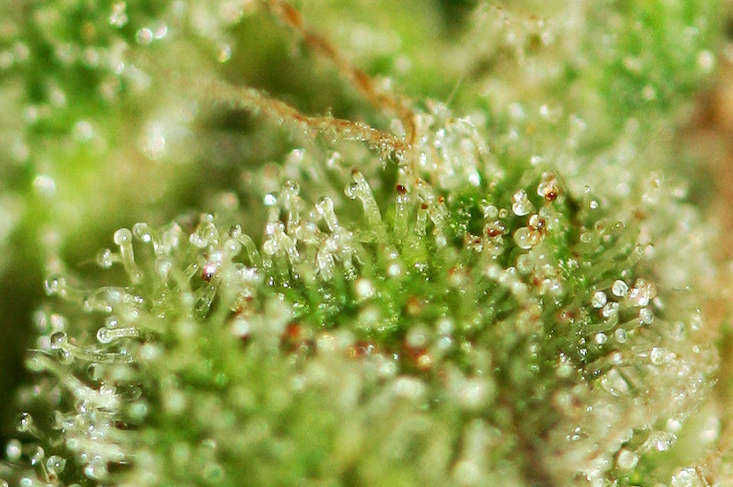 TH Seeds Sage'n Sour Regular