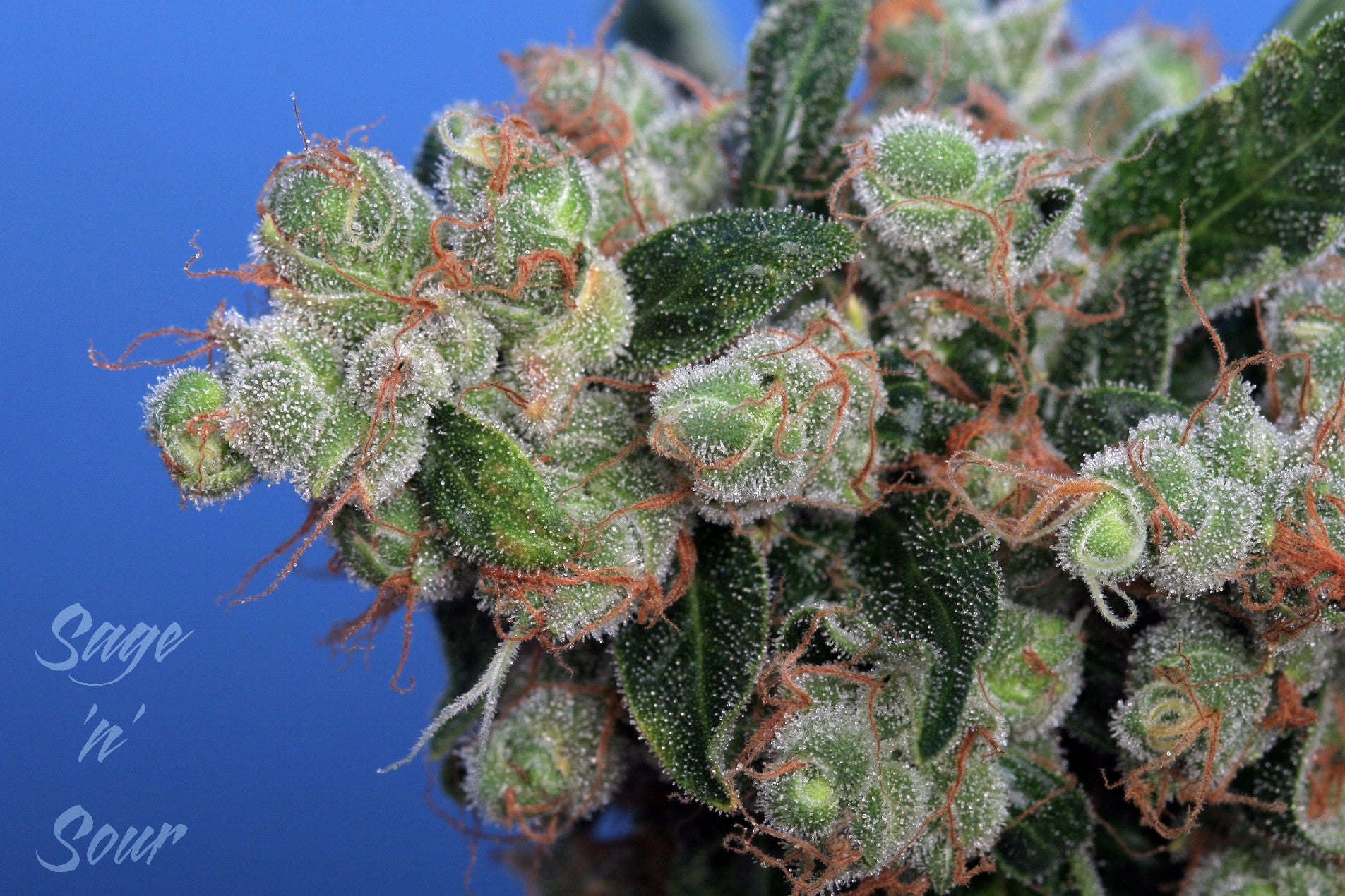 TH Seeds Sage'n Sour Regular