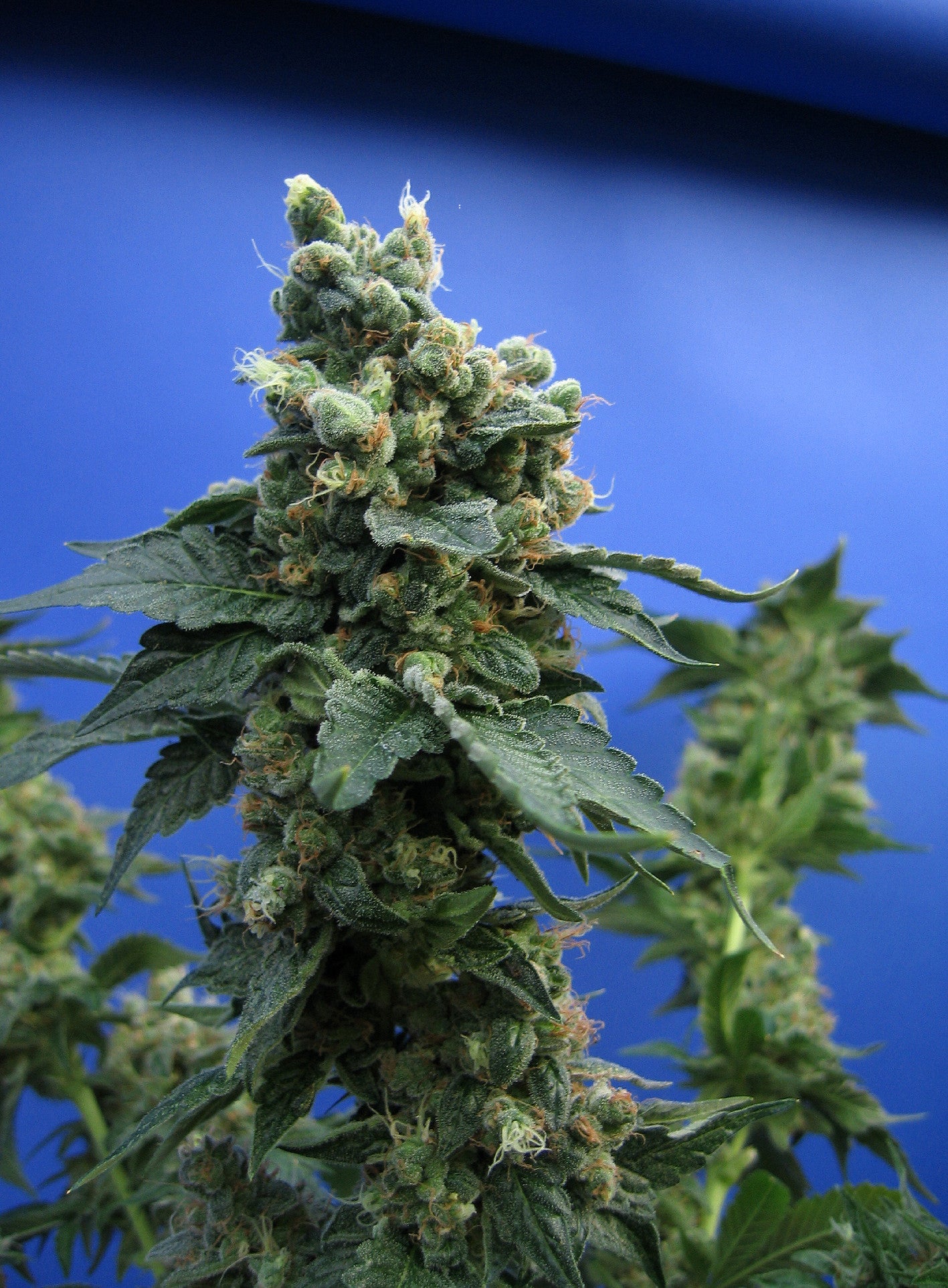 TH Seeds Sage'n Sour Regular