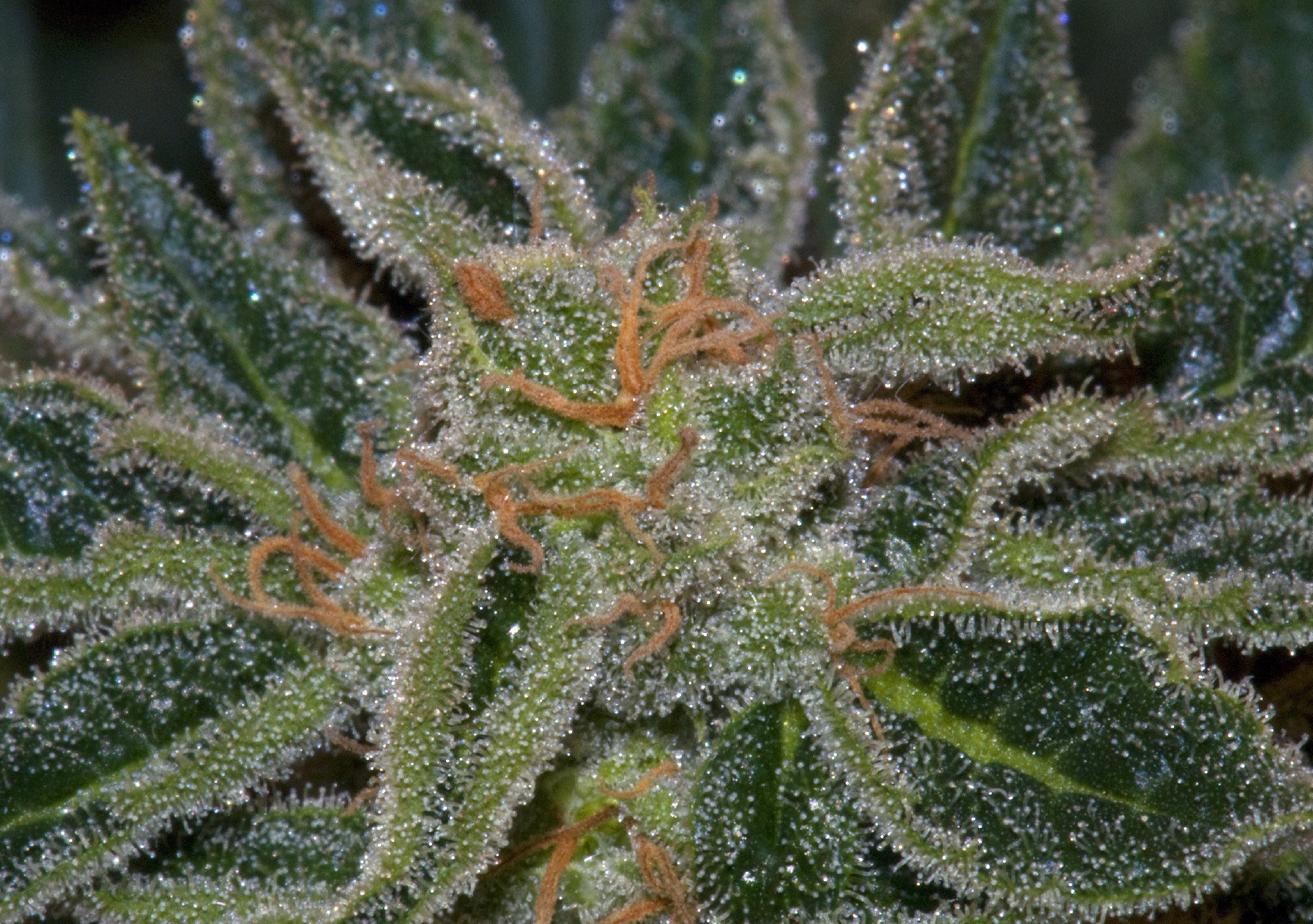 TH Seeds Skunk XXX Regular