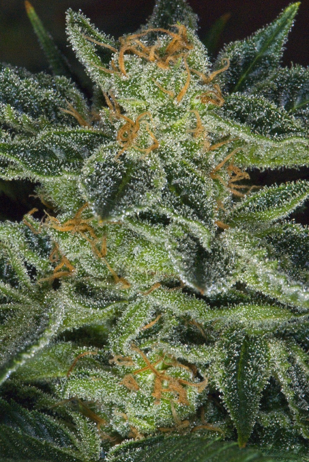 TH Seeds Skunk XXX Regular