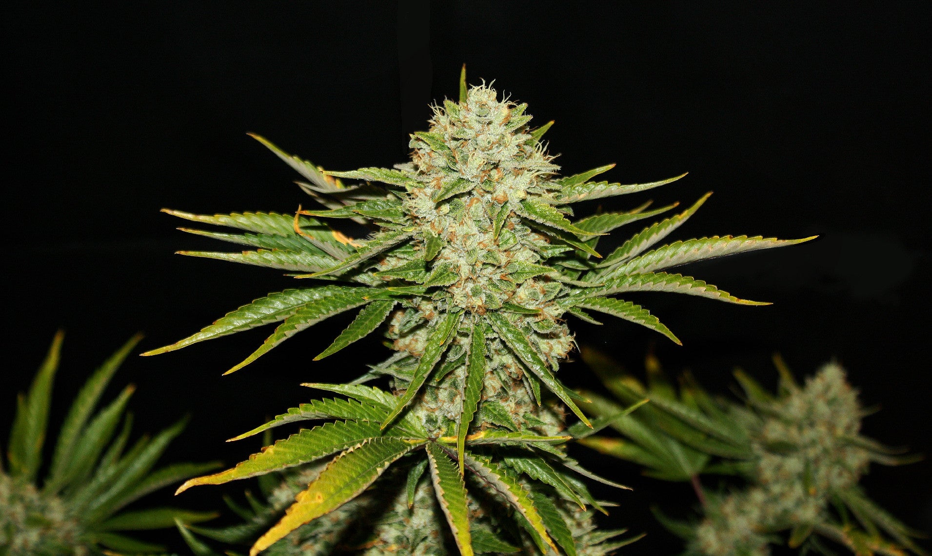 TH Seeds Wreckage Regular