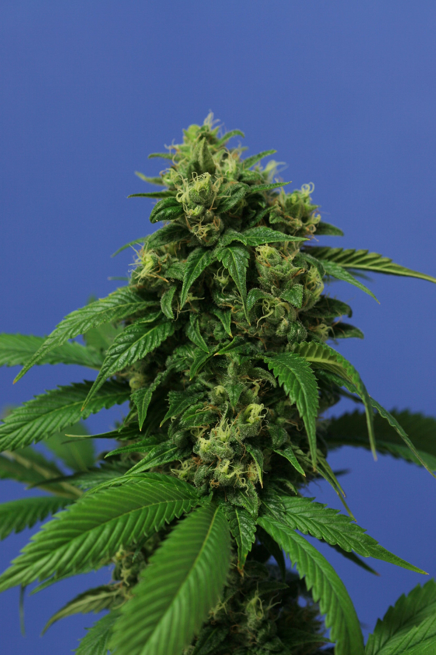 TH Seeds Wreckage Regular