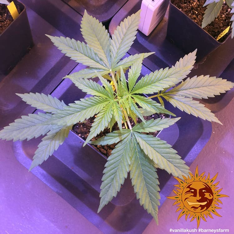 Barney's Farm Utopia Haze Feminisiert