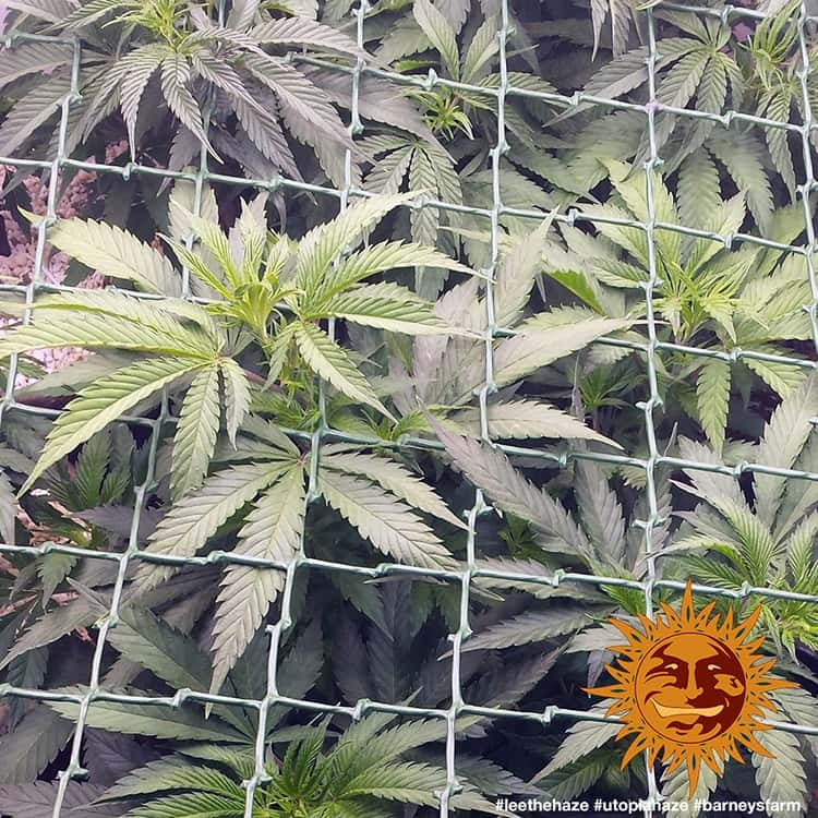 Barney's Farm Utopia Haze Feminisiert