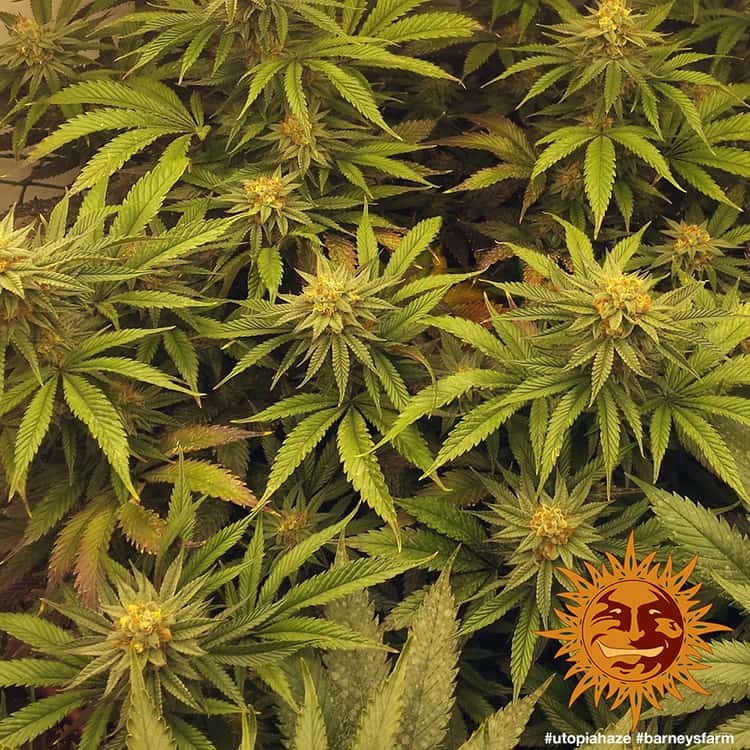 Barney's Farm Utopia Haze Feminisiert