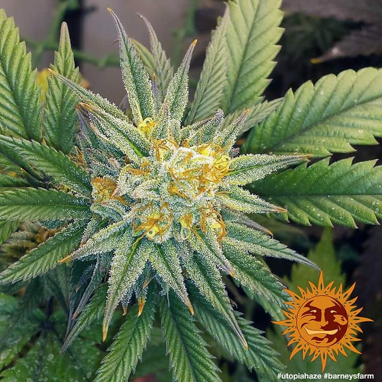 Barney's Farm Utopia Haze Feminisiert